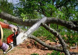 Stoneville, NC Tree Removal Company