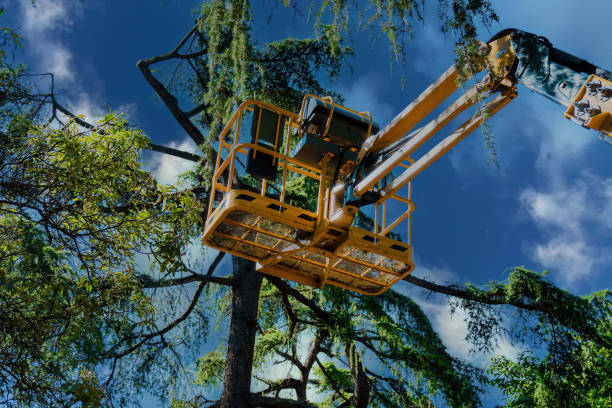 Best Landscape Design and Installation  in Stoneville, NC