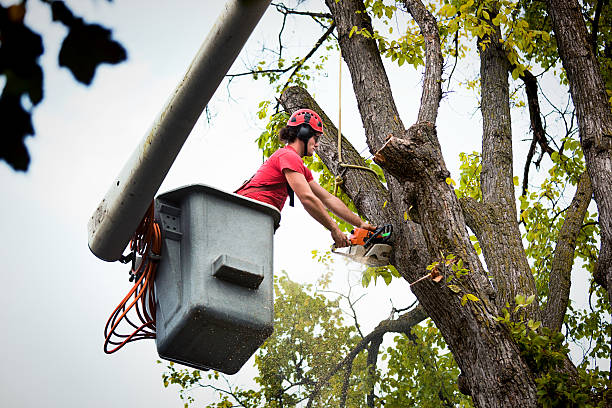 How Our Tree Care Process Works  in  Stoneville, NC